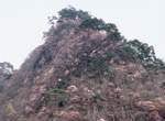 ヤシオツツジ群生地
